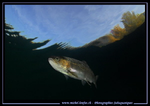 Face to face with a Trout... ;O)... by Michel Lonfat 